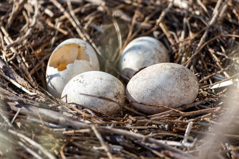 bird nest in gutters